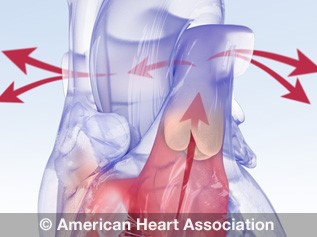 Heart valve anatomy animation