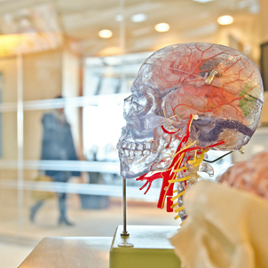 Medical model of a human brain